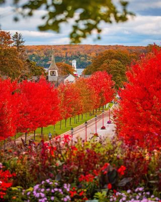 The Autumn Flame Red Maples are very much ablaze this weekend! Right on time for the island’s Halloween celebrations!
🍁🎃🍁