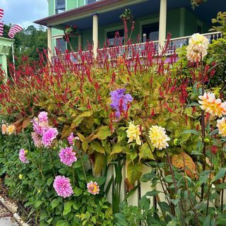 Day 2 of the garden tours in complete and we are exhausted and happy!

All of the gardens are so inspirational and I have a lot of ideas for next year where I will try to cram what I saw in beautiful yards into containers on my deck 😅

It’s truly been a memorable experience and we hope to come back again soon, not just for the garden show but to enjoy more of the island as well!

#mackinacisland #provenwinners #grandgardenshow #gardens #gardenlife #gardentour