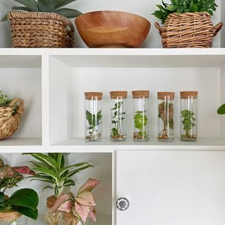 Grand Garden Show attendees were some of the first to receive one of our brand new leafjoy H2O Mini hydroponic houseplants. See those cuties lined up on the shelf? 

These are houseplants you can grow almost anywhere, with no need to worry about pets digging in the soil or nibbling the foliage. What a fun gift idea, too! They need just about an inch of water to live - simply replace the water every 1-2 months as needed. If it eventually outgrows the glass vessel, you can plant and grow it like a regular potted plant. 

Look for our new leafjoy H2O Minis at select local independent garden centers and at The Home Depot.